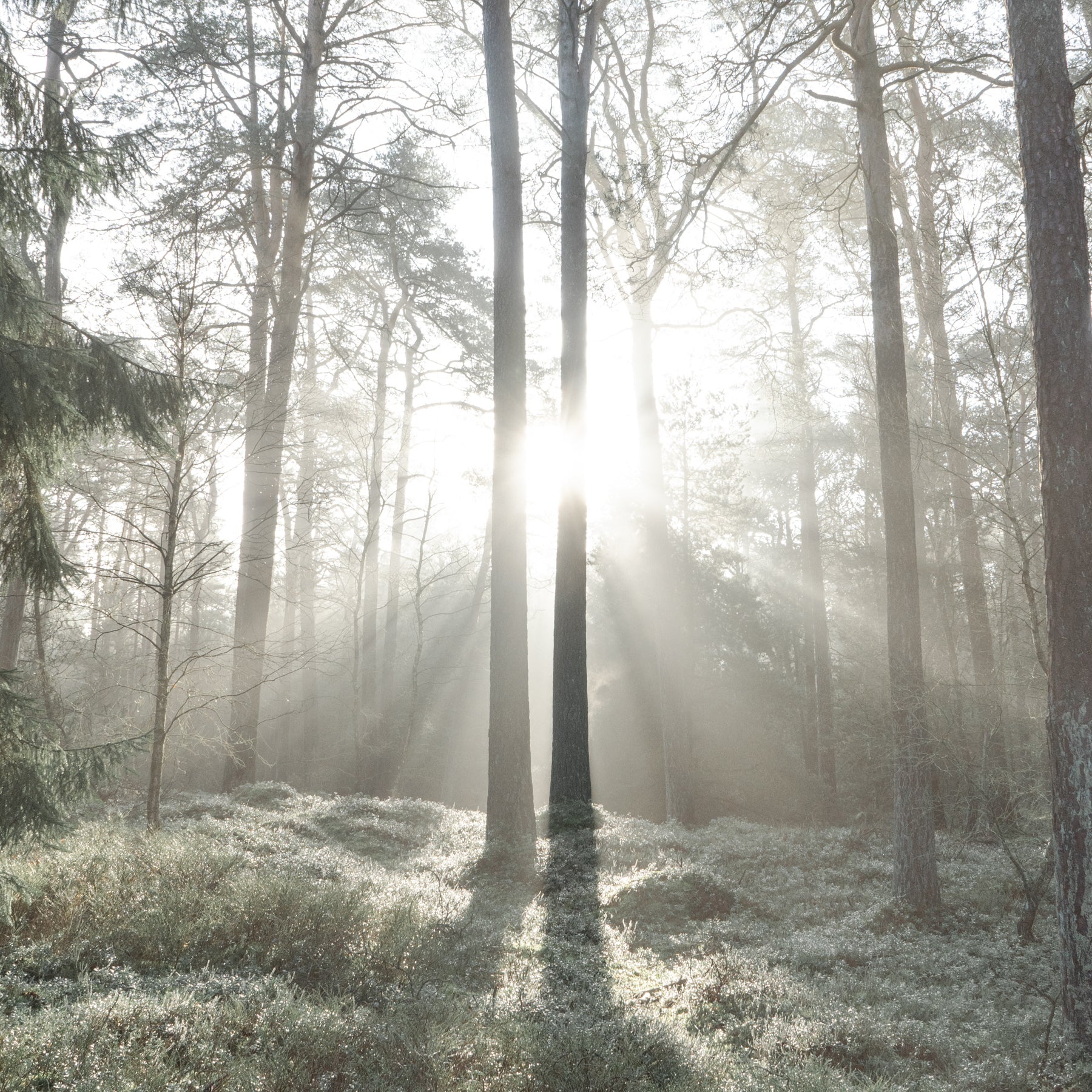 Fairytale