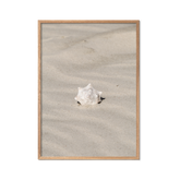 Seashell