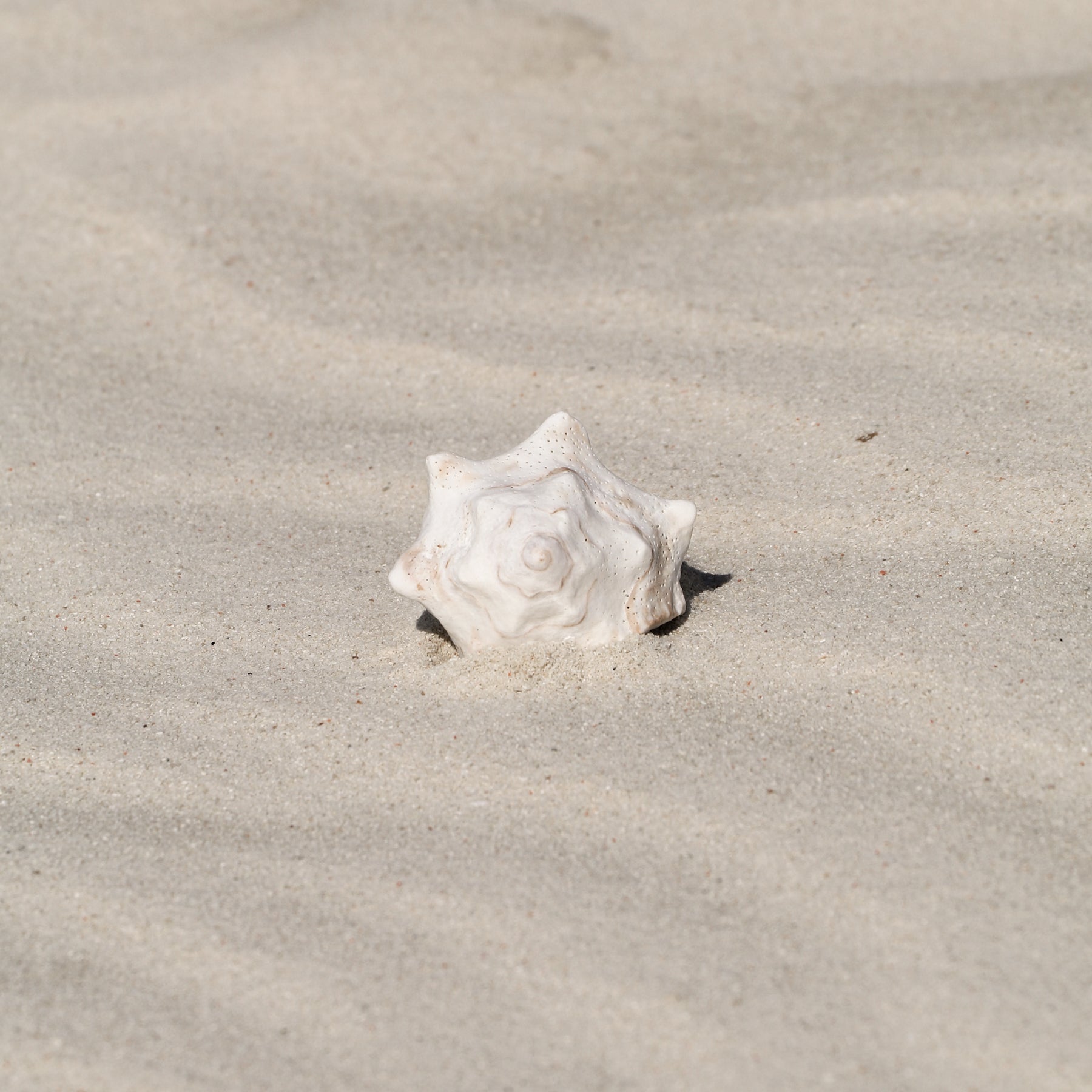 Seashell