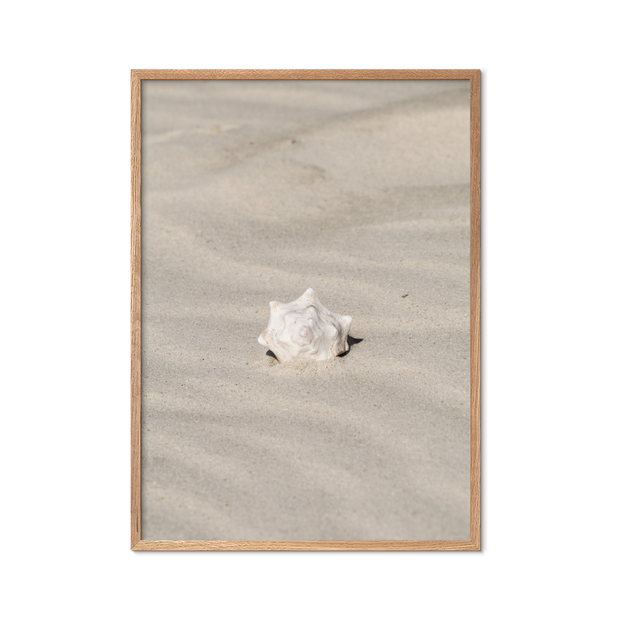 Seashell