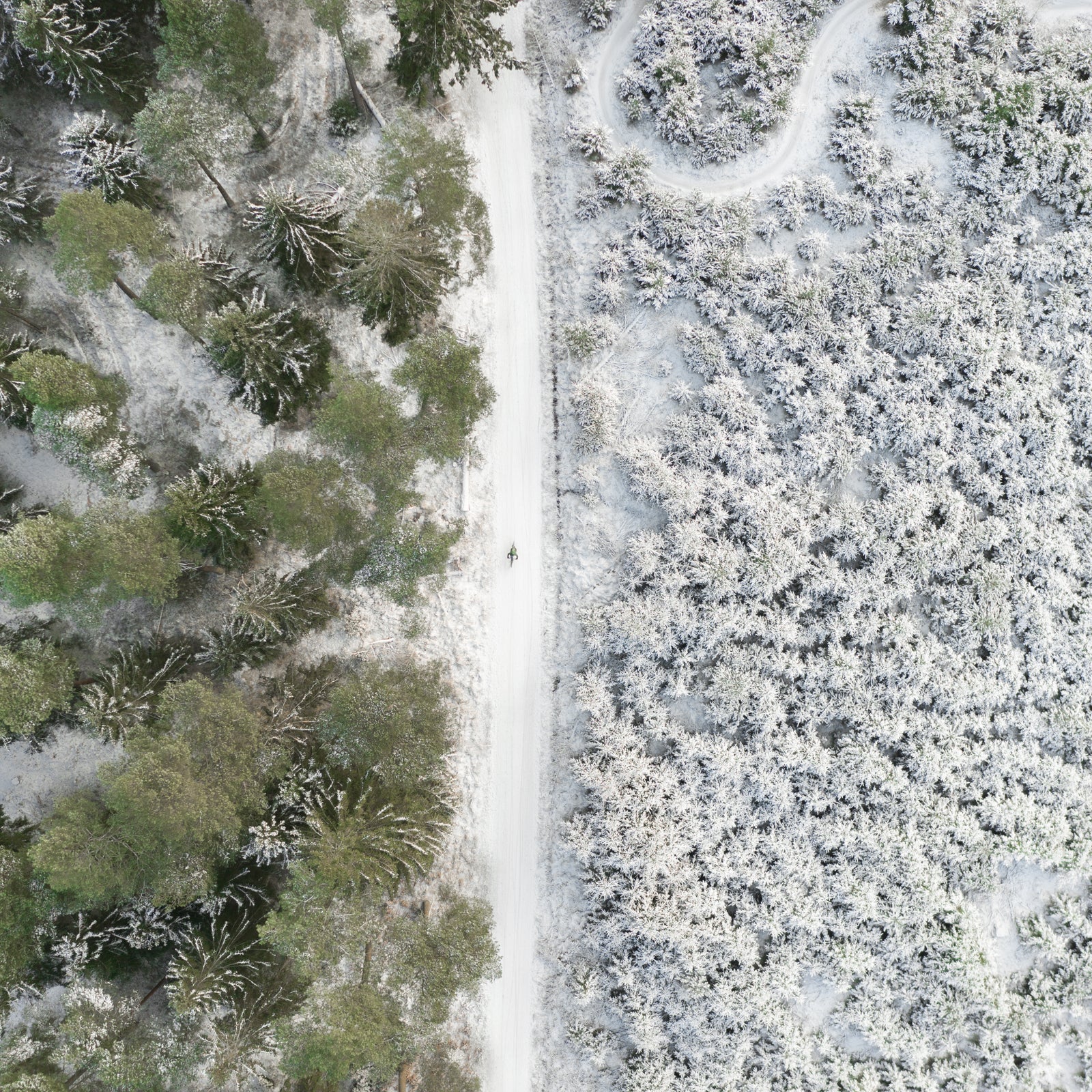 Winter Contrast