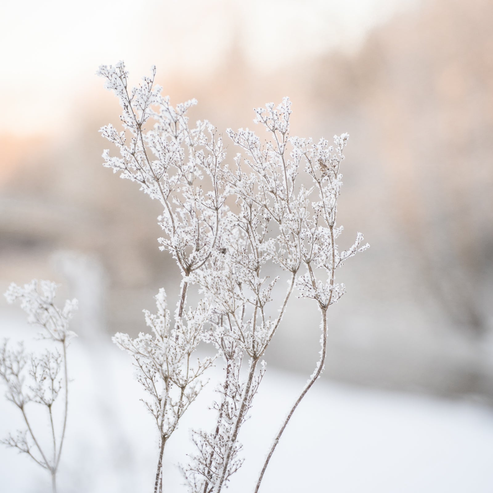 Winter Details