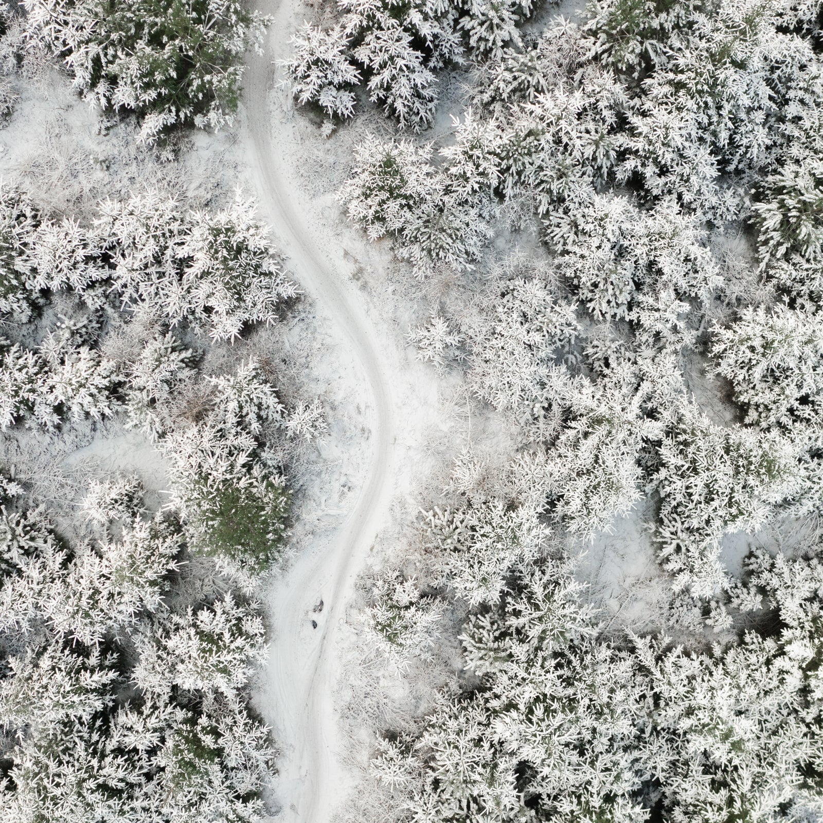Winter wonderland