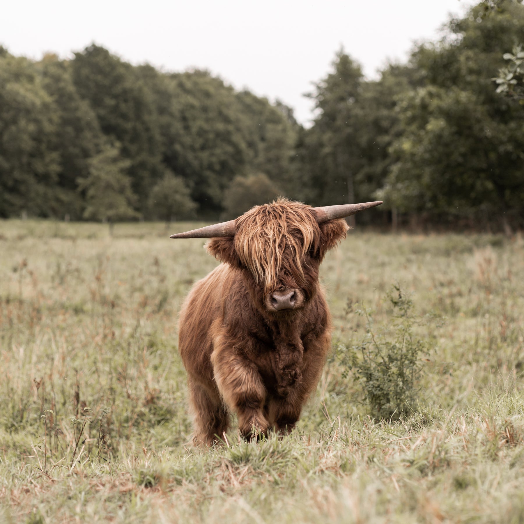 Highland cow