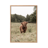 Highland cow