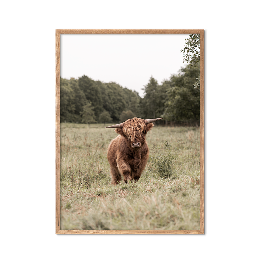 Highland cow