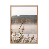 Misty Reeds no. 1