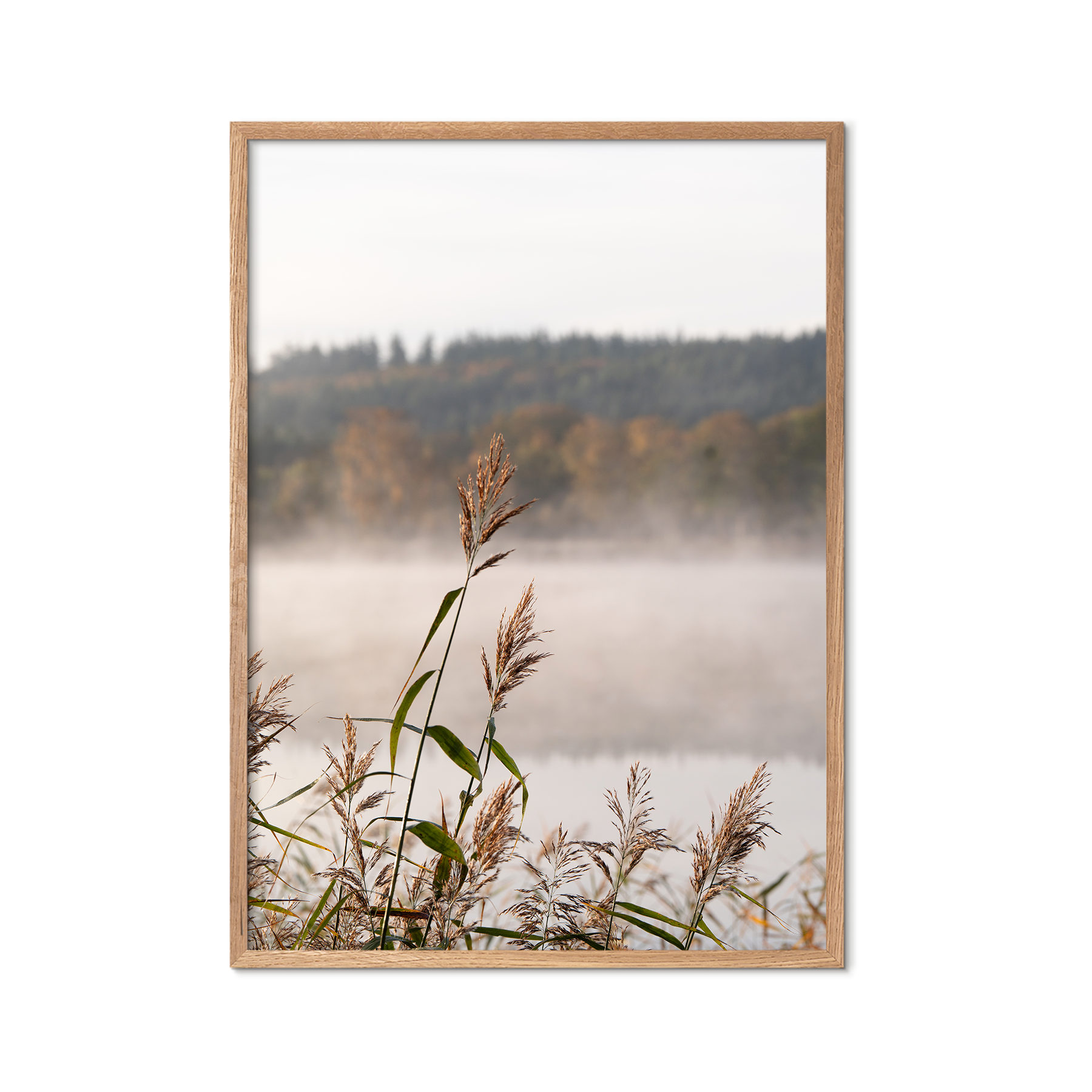 Misty Reeds no. 1