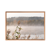 Misty Reeds no. 2
