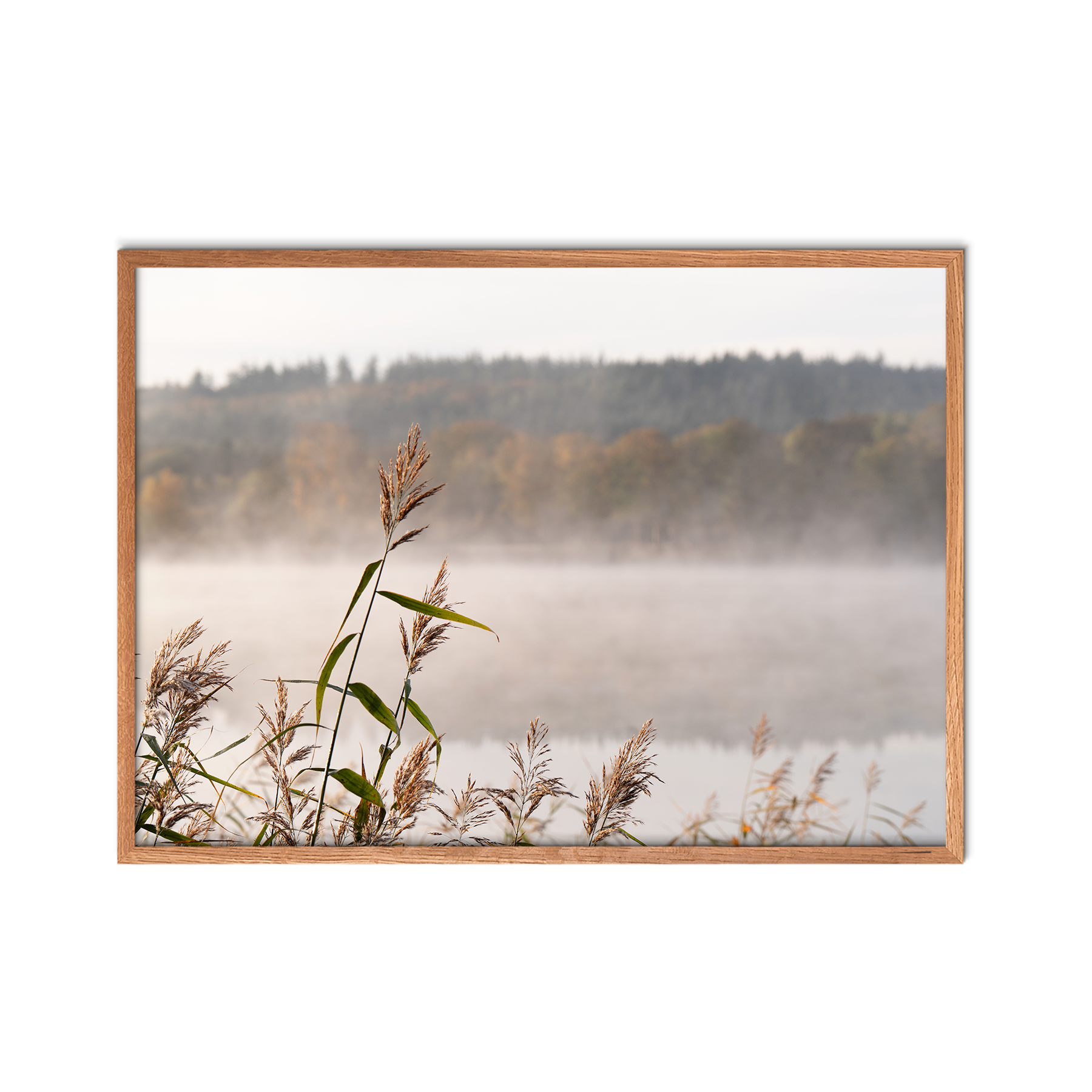 Misty Reeds no. 2
