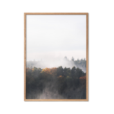 Quiet Woods