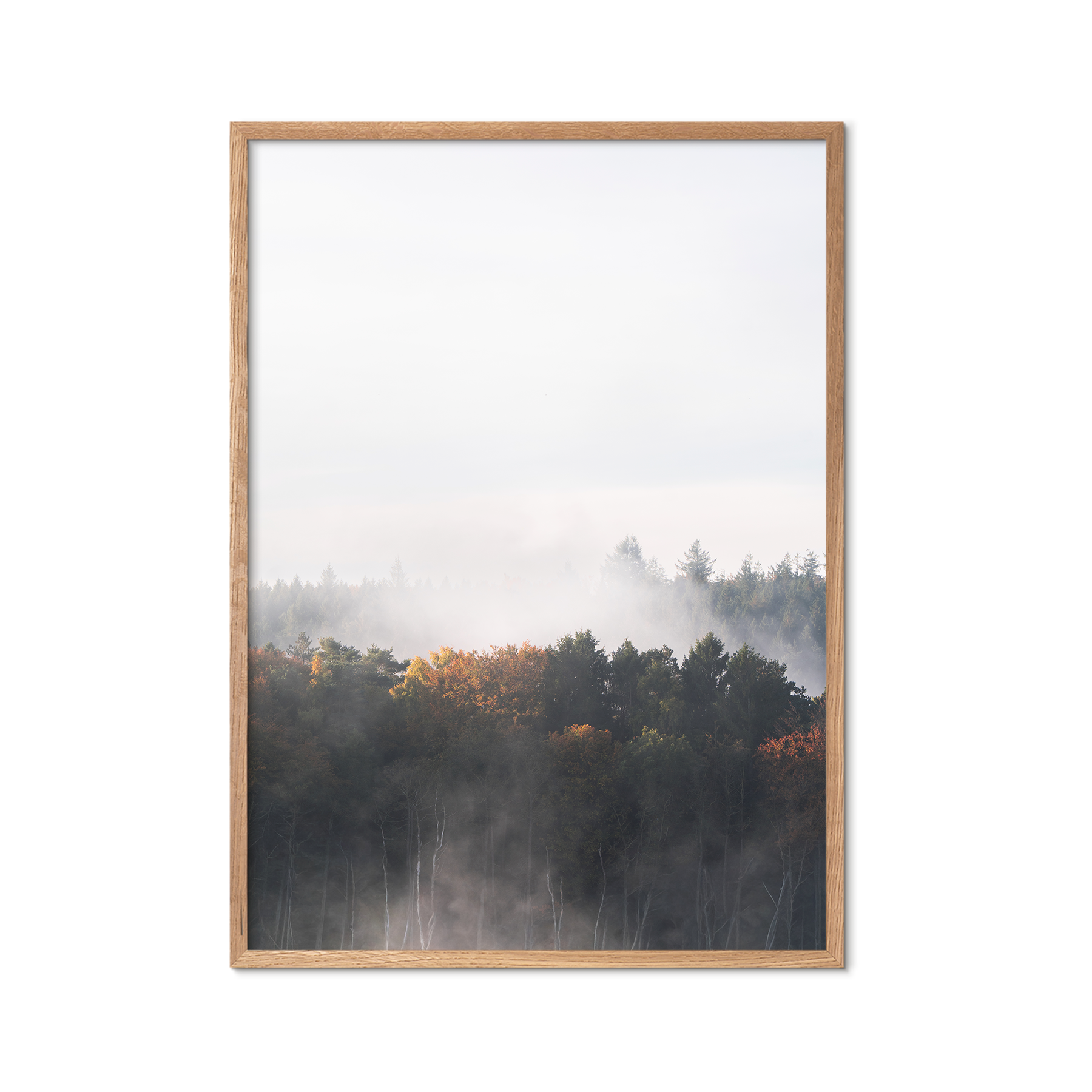 Quiet Woods